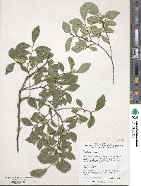 Ulmus parvifolia image