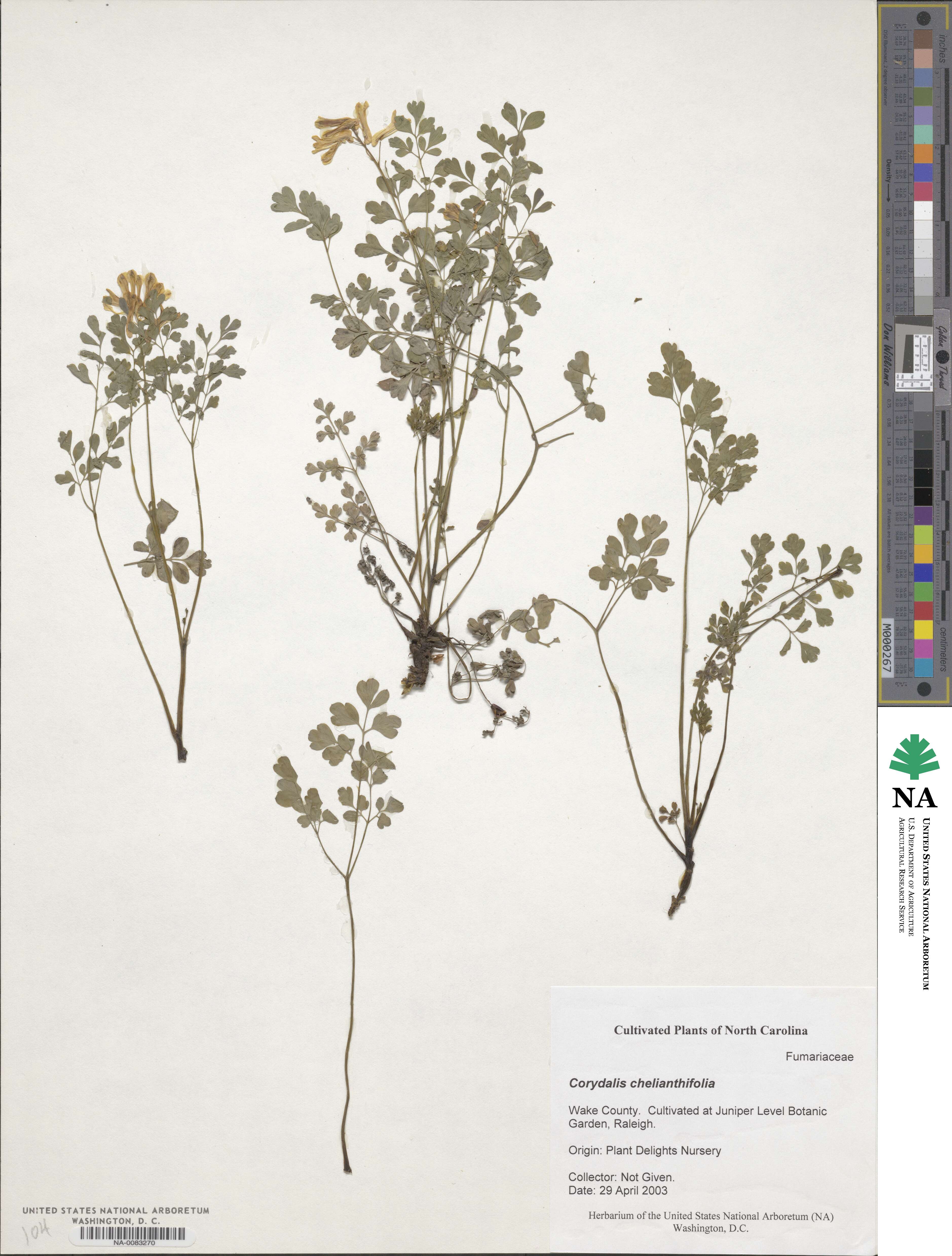 Corydalis cheilanthifolia image