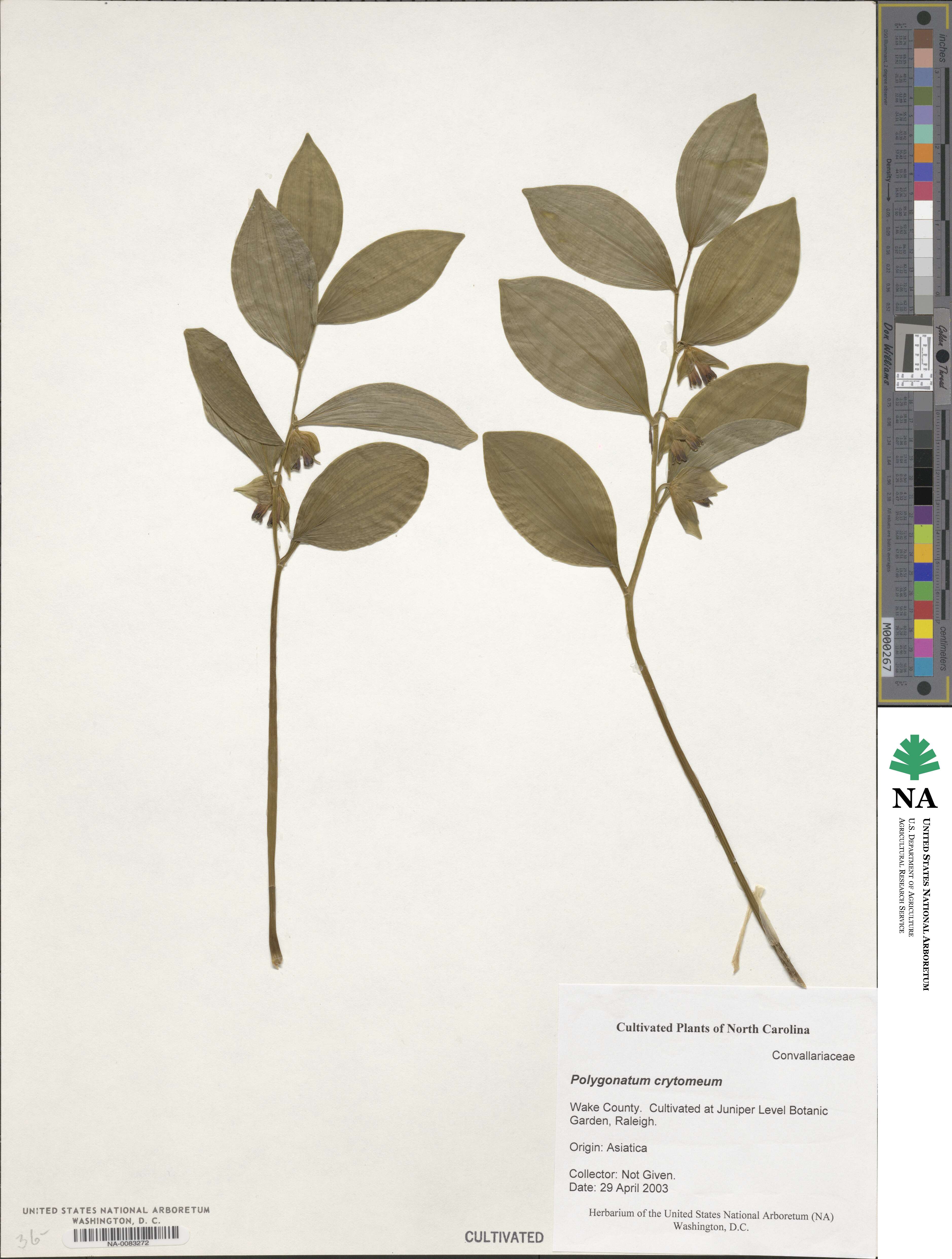 Polygonatum cyrtonema image