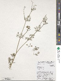 Coriandrum sativum image