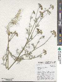 Trachyspermum ammi image