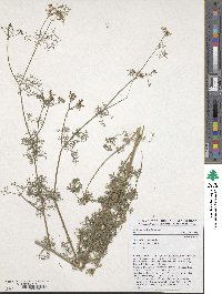 Coriandrum sativum image