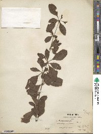 Berberis henryana image