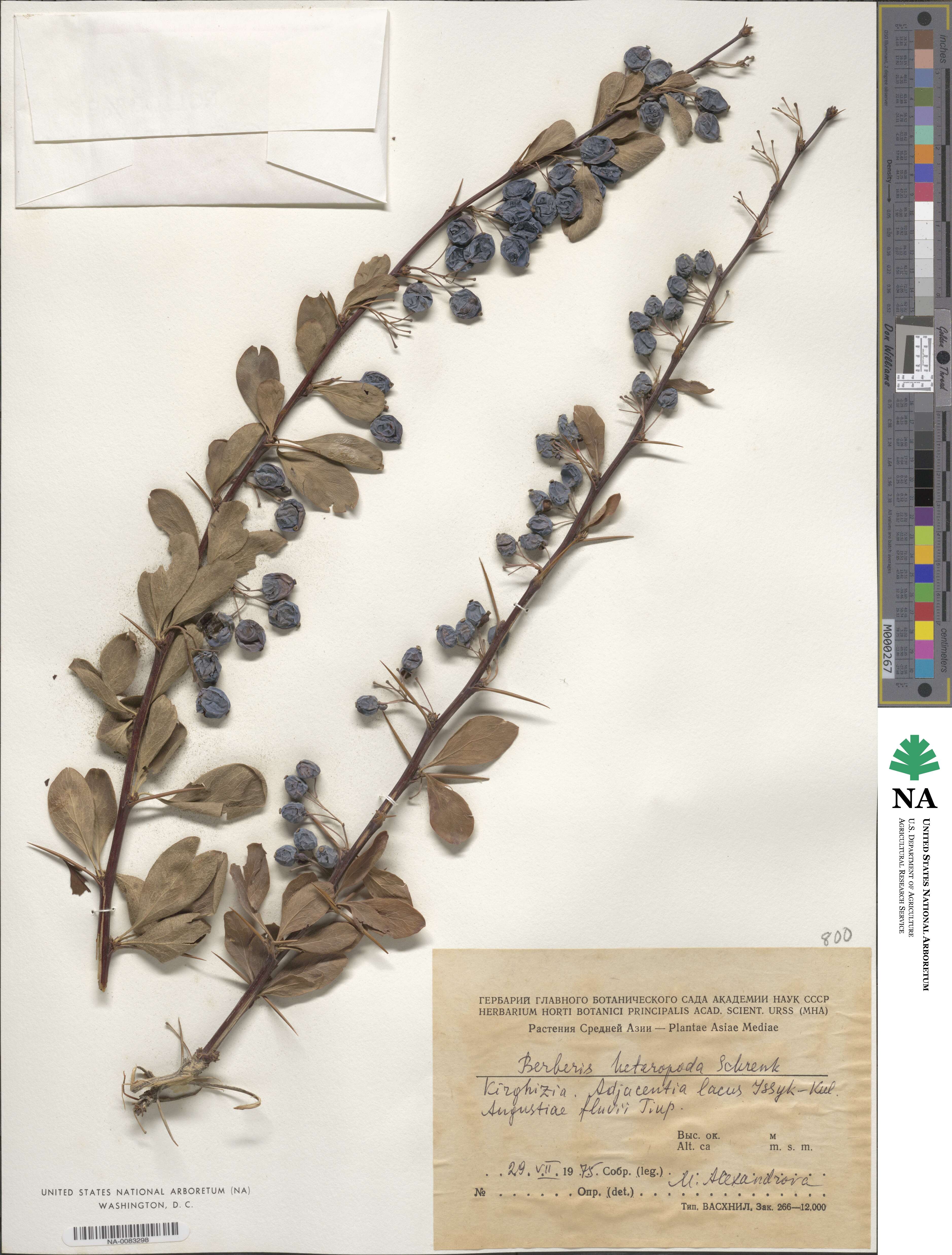 Berberis heteropoda image