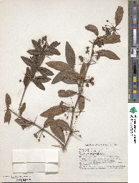 Berberis hookeri image