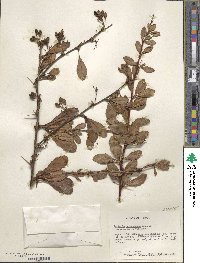 Berberis jaeschkeana image