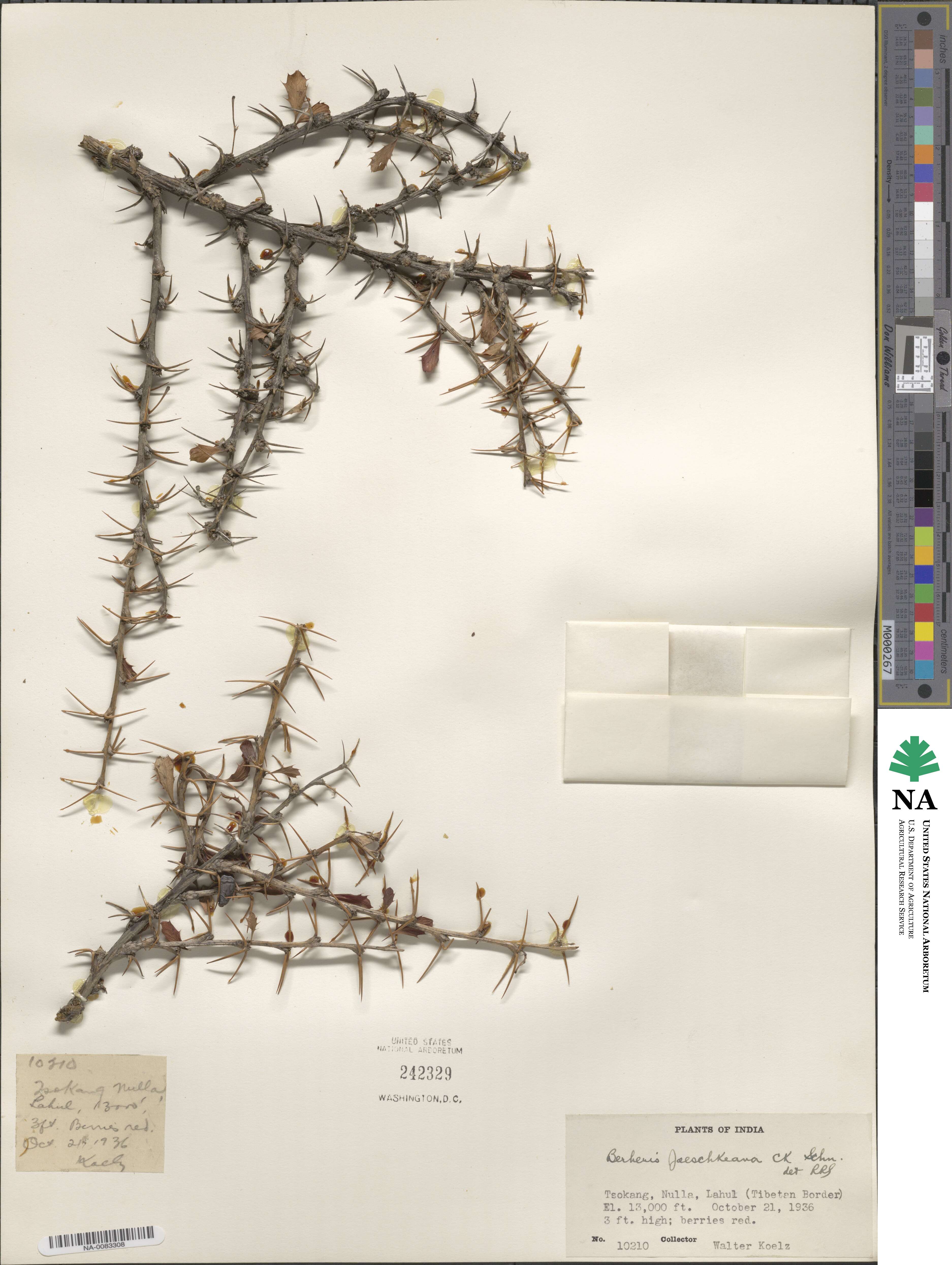 Berberis jaeschkeana image