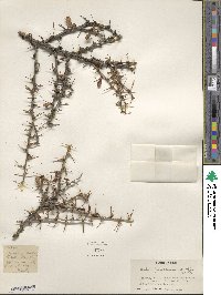 Berberis jaeschkeana image