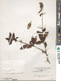 Berberis kawakamii image