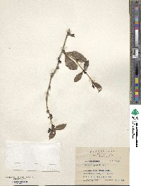 Berberis kawakamii image