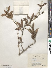 Berberis kawakamii image