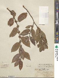 Salix cordata image