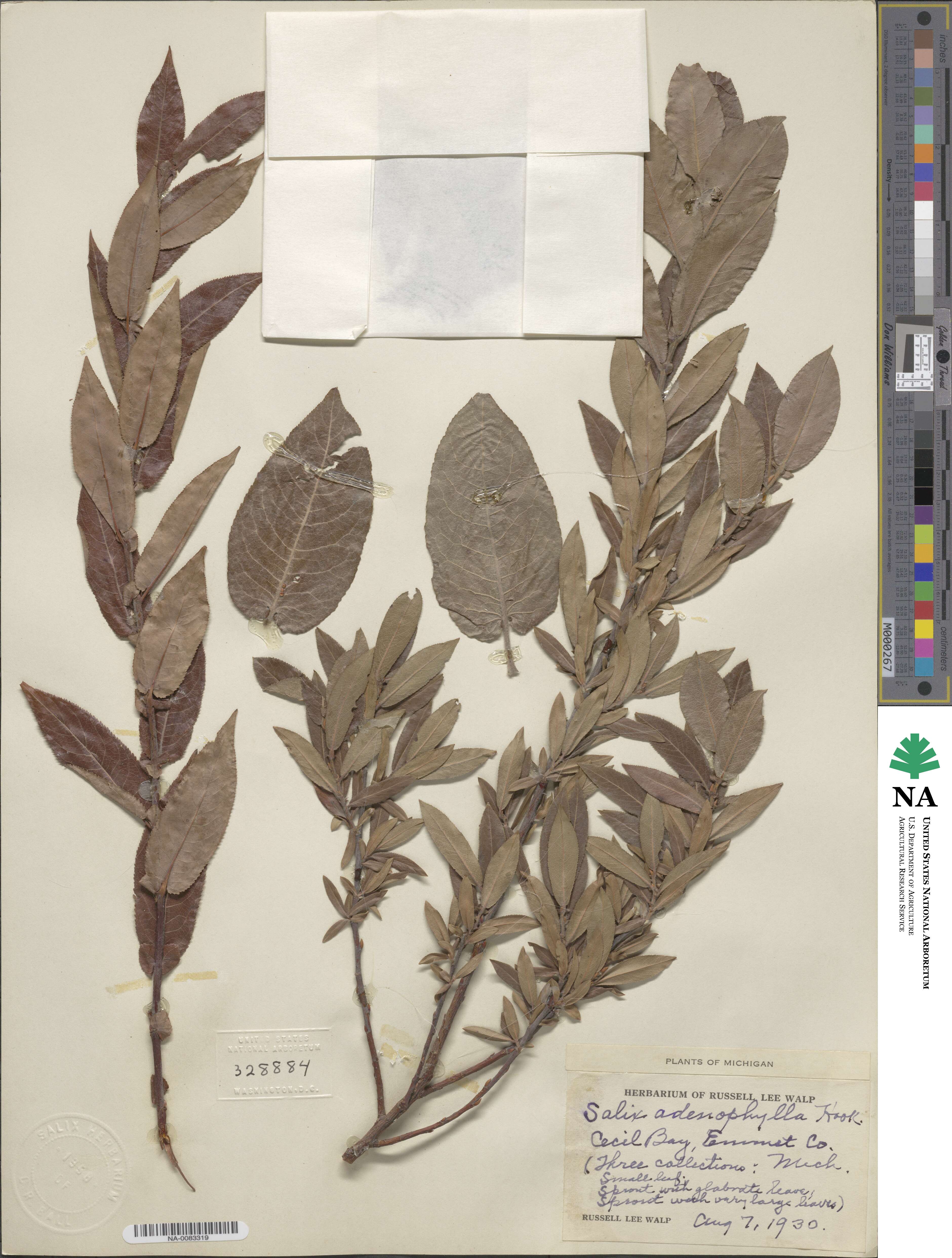 Salix cordata image