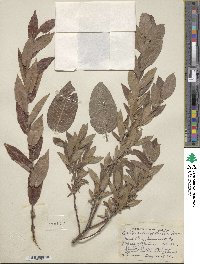 Salix cordata image