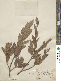 Salix cordata image