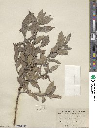 Salix cordata image