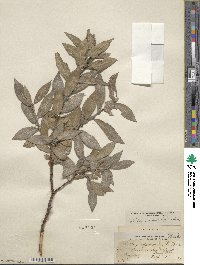 Salix cordata image