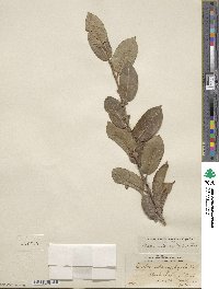 Salix cordata image