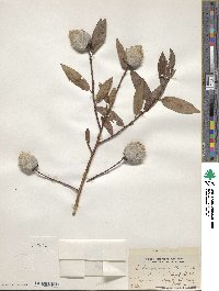 Salix cordata image