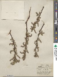 Salix cordata image