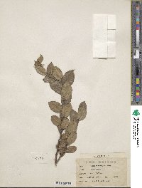 Salix cordata image