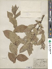 Salix cordata image