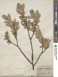 Salix cordata image