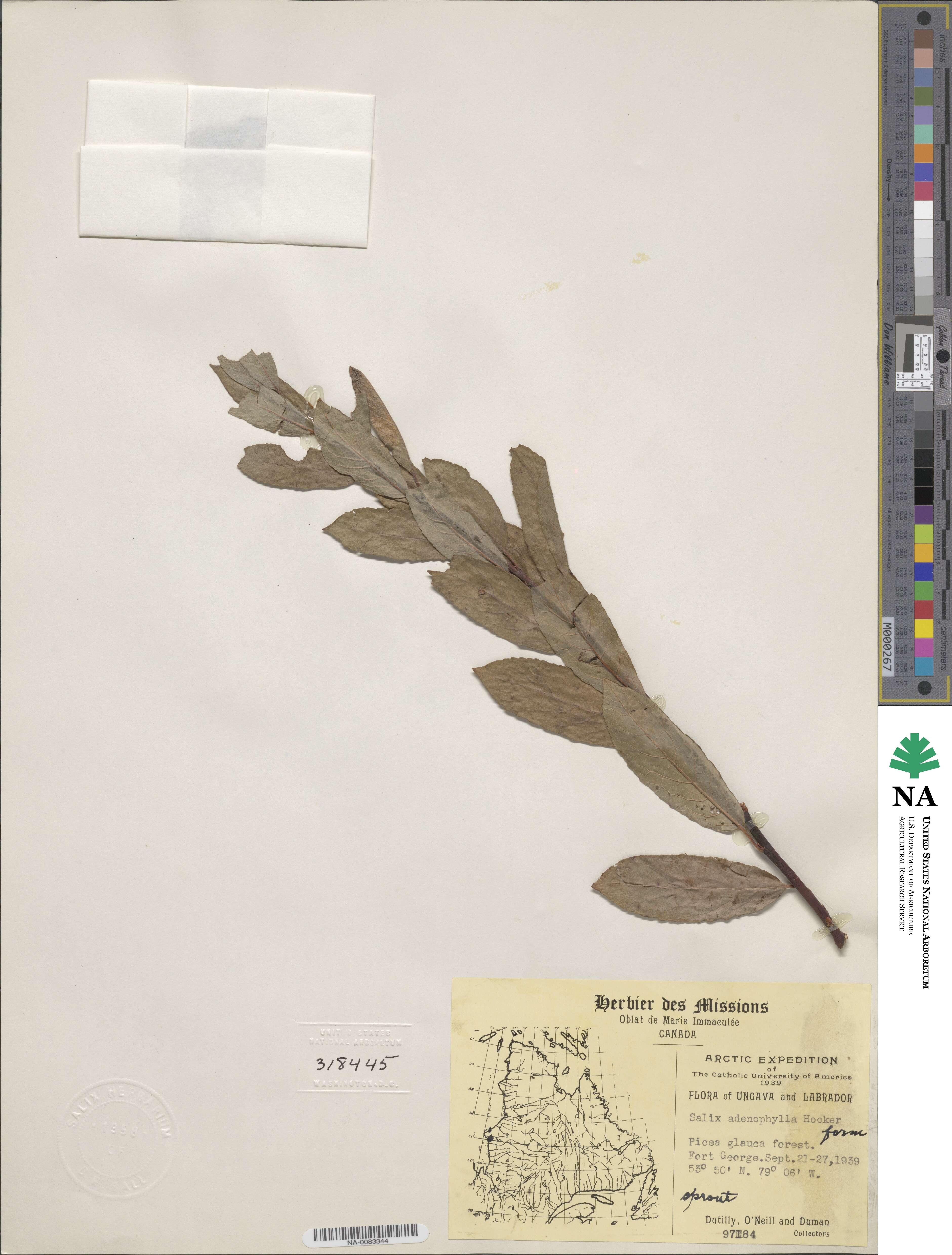 Salix cordata image