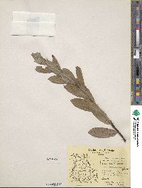 Salix cordata image