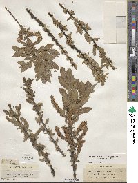 Salix cordata image