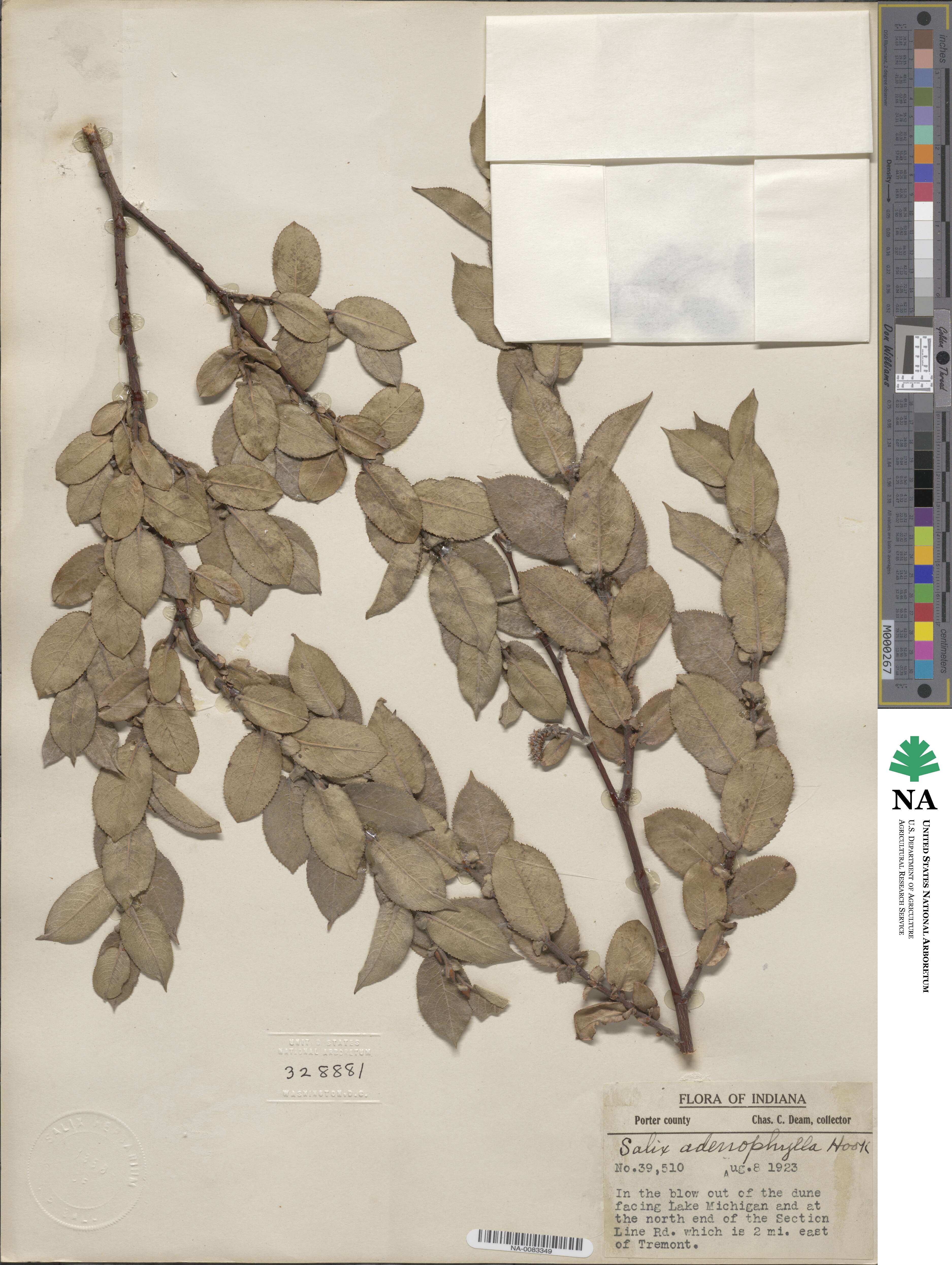 Salix cordata image