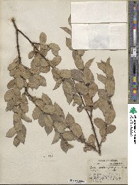 Salix cordata image