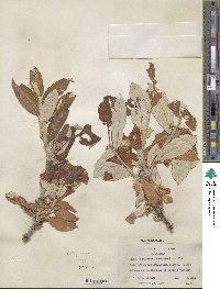 Salix alaxensis image