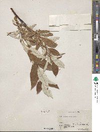 Salix alaxensis image