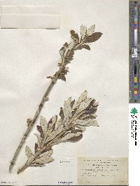 Salix alaxensis image