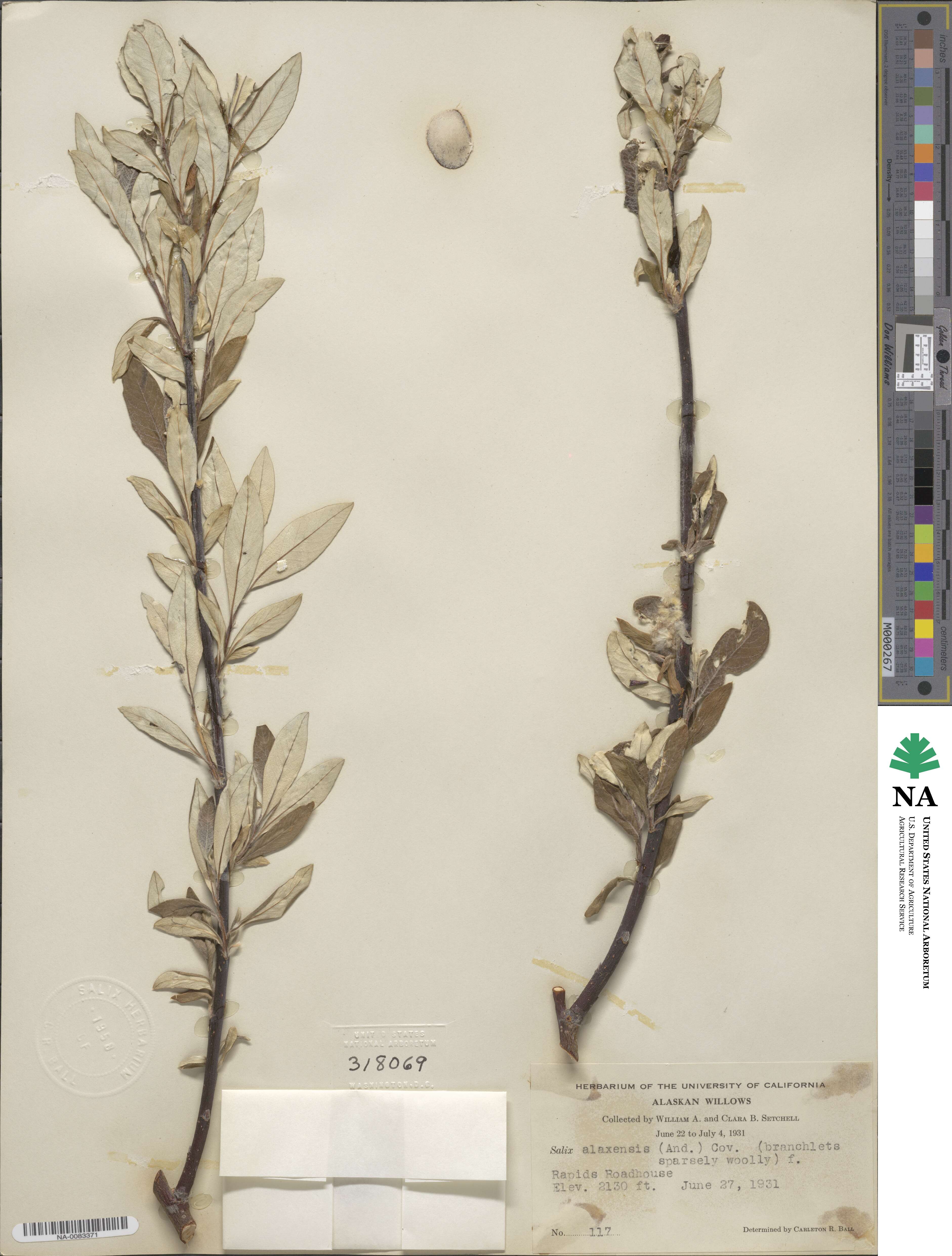 Salix alaxensis image