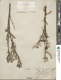 Salix alaxensis image