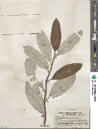 Salix alaxensis image