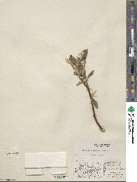 Salix alaxensis image