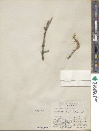 Salix alaxensis image