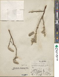 Salix alaxensis image