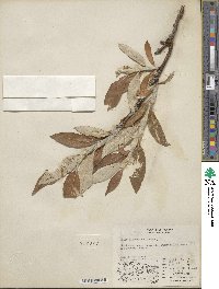 Salix alaxensis image