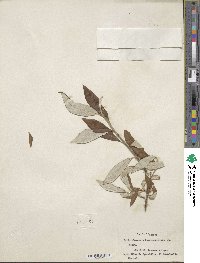 Salix alaxensis image