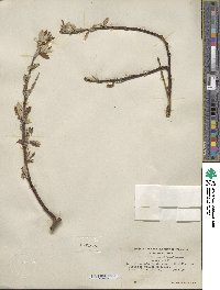 Salix alaxensis image