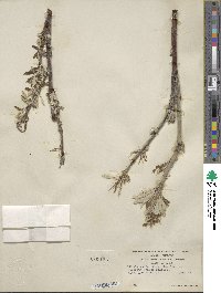 Salix alaxensis image