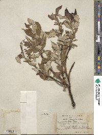 Salix alaxensis image