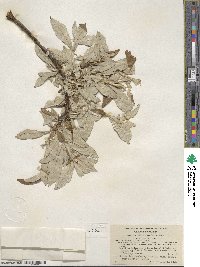 Salix alaxensis image