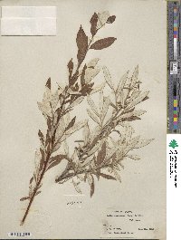 Salix alaxensis image