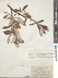 Salix alaxensis image