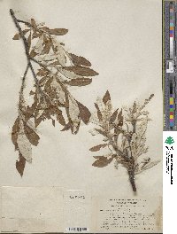 Salix alaxensis image